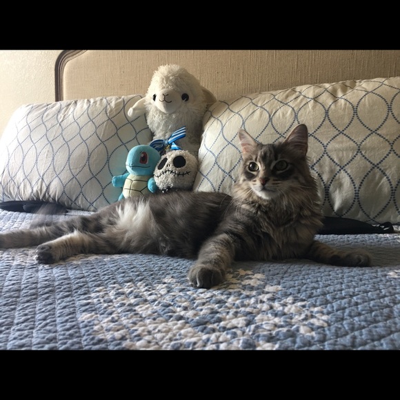 Meet your Posher, Meitra - Picture 6 of 7